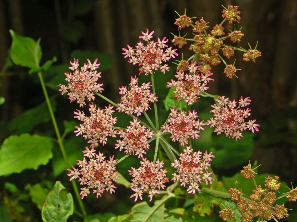 Heracleum sphondylium / Panace comune